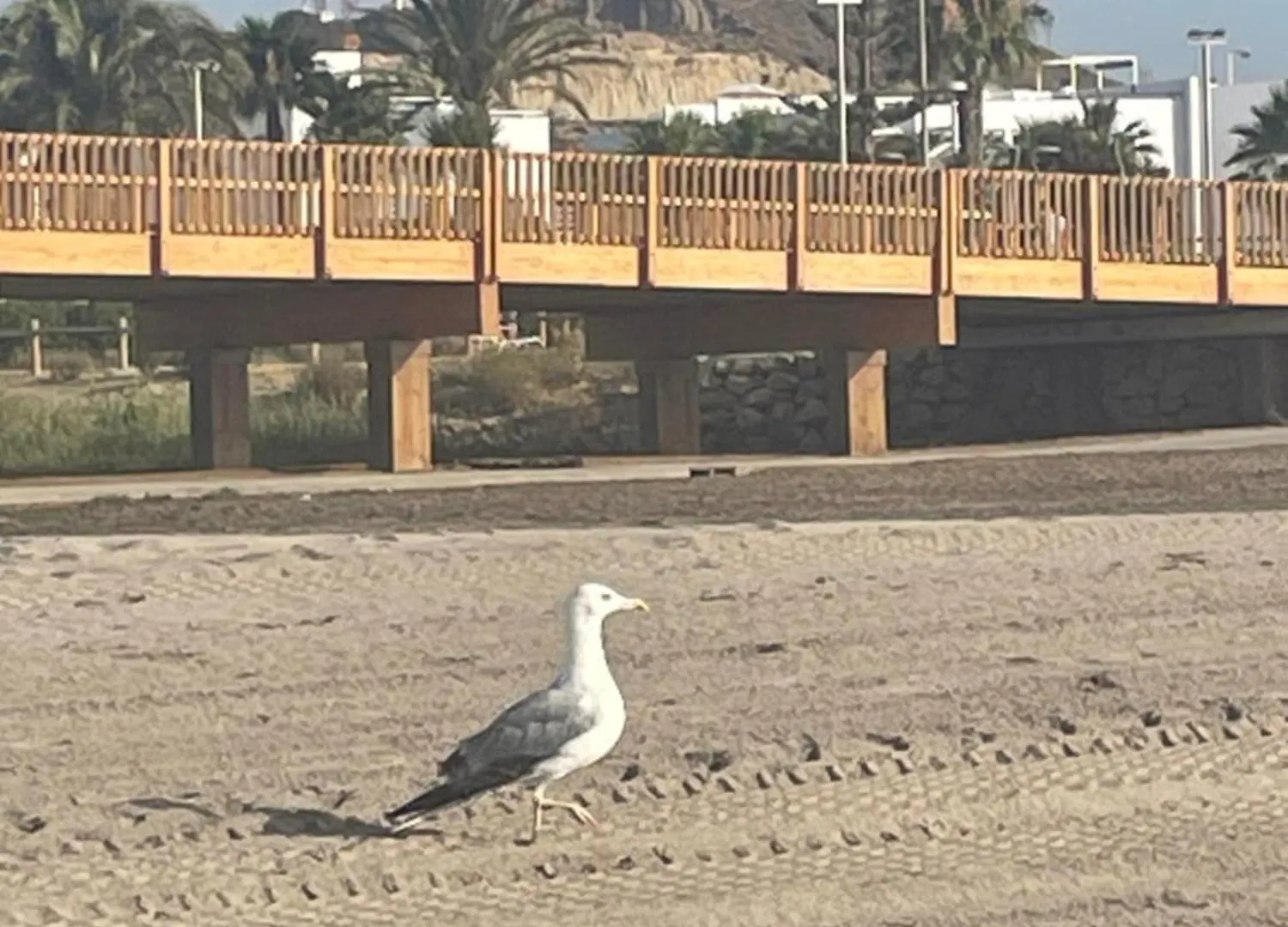 Bajo Con Jardin En Primera Linea De Playa Playas de Vera 0*,  Spain